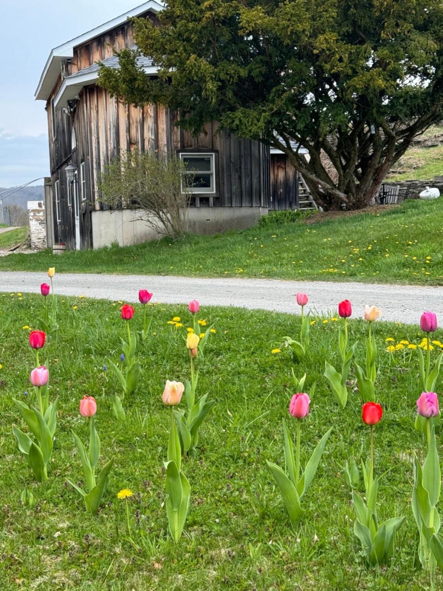 Idea Farm Hotel Callicoon Center Exterior photo